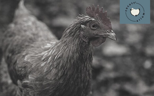 Cocotarium Maromme Régie des quartiers de Rouen