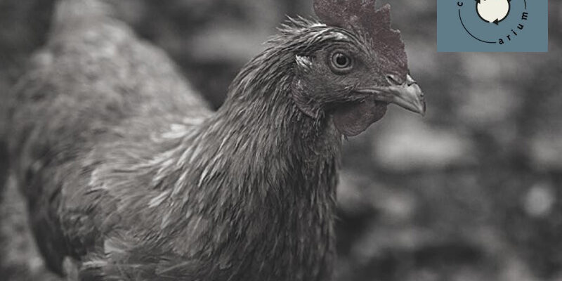 Cocotarium Maromme Régie des quartiers de Rouen